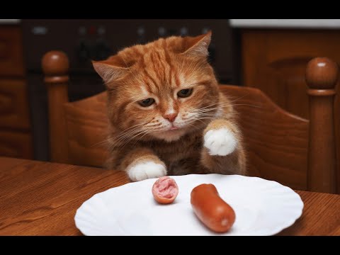 Голодный кот кошки на кухне