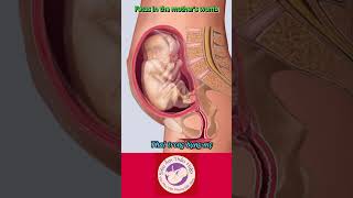 Thai trong bụng mẹ/Fetus in the mothers womb -13.12.23