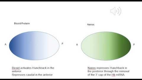 Anterior- Posterior Axis Setup through Morphogen Gradients in Drosophila