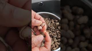 Famous How to Crack Your PEANUTs Manually #shorts Wealth
