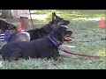 Las Vegas Dog Training Class - Sit Means Sit Dog Training