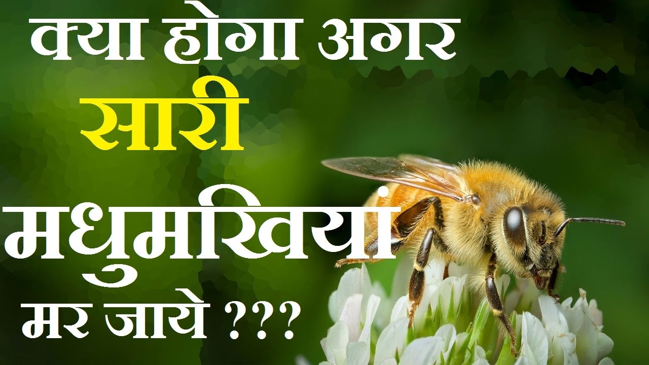 What happens if the bees disappear What happens if the bees disappear
