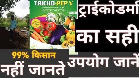 ट्राईकोडर्मा का उपयोग कैसे करें। ट्राईकोडर्मा गोबर की खाद में कैसे मिलाएं। #trichoderma #organic