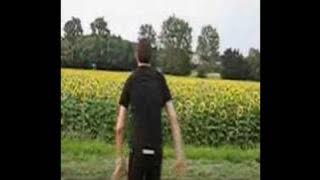 Les tournesols