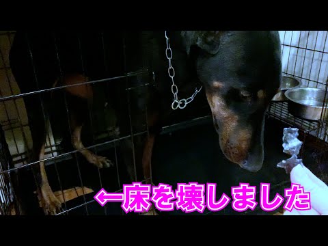 猛省するドーベルマン