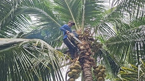 Cưa  cây  dừa cho  đại  gia  ,Ở  huyện  tri  tôn  ,Cưa  cây  kỷ thuật cao