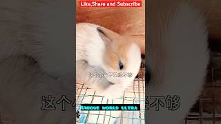 🐰🔨 Rabbit Ke Liye Banaya Mini Wooden House — Haath Se! #shorts #shortsfeed