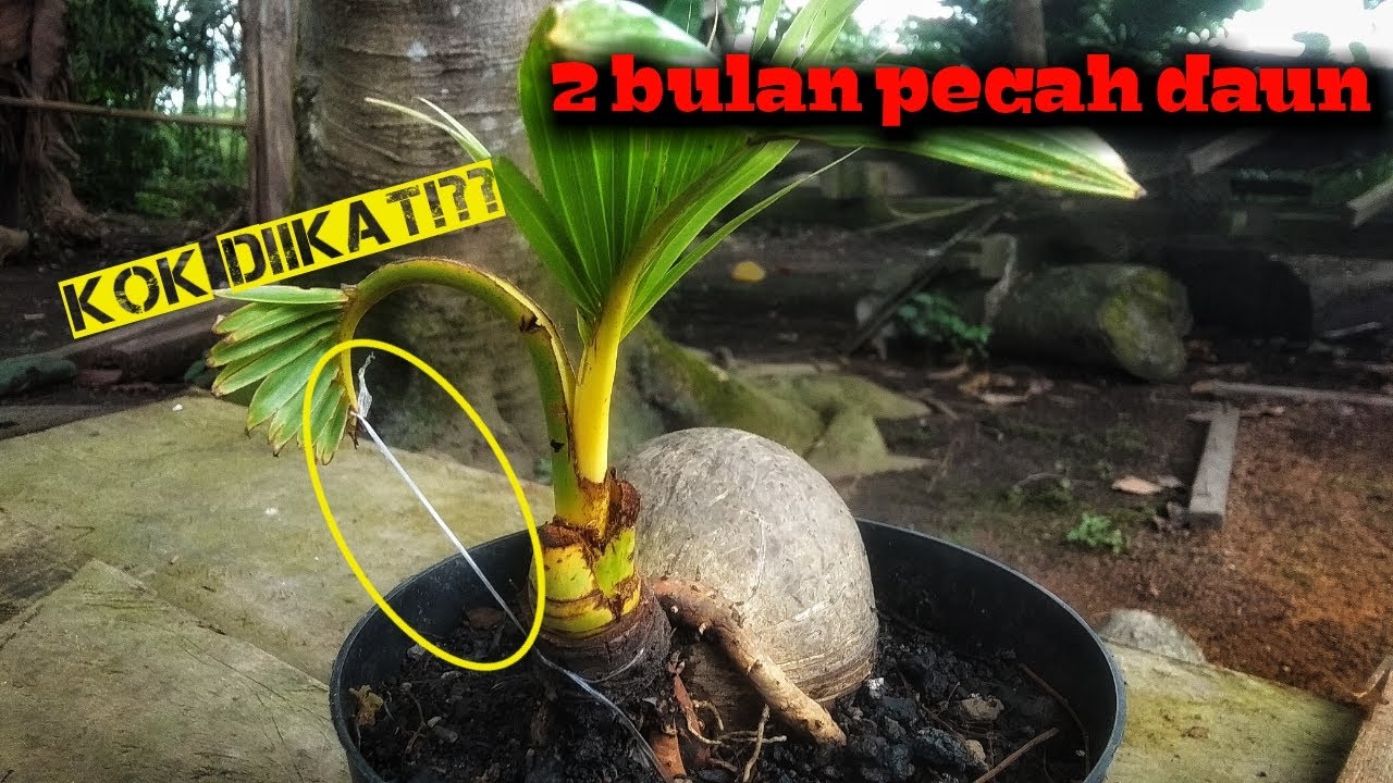 bonsai kelapa  Cara cepat pecah daun  dalam 2 bulan 