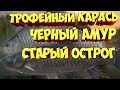 Чёрный Амур и Трофейный карась старый острог русская рыбалка 4 russian fishing 4 рр4