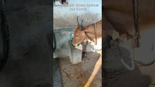 Automatic water system for cows and buffalos. #shorts