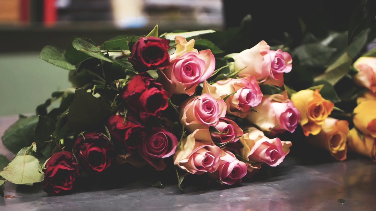 Distribution de 100 roses - Street Marketing ville de Saintes (17 ...