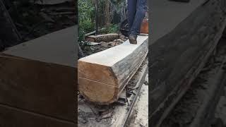 Могучий русский распиливает огромный дуб. Строим шикарный дубовый дом.