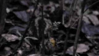 Hemicentetes Semispinosus Mother And Infant At Rnp