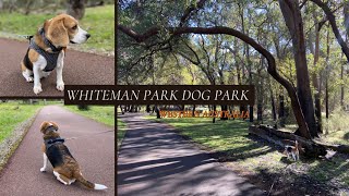 Beagle in Perth | Whiteman Park Dog Park | Khuntuayfoo | ถ้วยฟูเดอะบีเกิ้ล