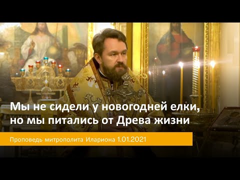 Мы не сидели у новогодней елки, но мы питались от Древа жизни