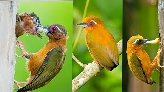 White-browed Piculet is a tiny, colorful bird found in South America