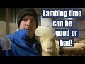 Lambing Time Can Be Good Or Bad...Sharing My Experience Of Rearing Lambs