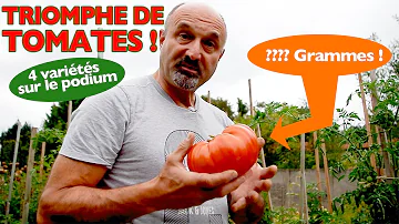 Comment cultiver de grosses tomates ?