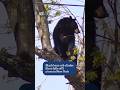 New York police rescue bear stranded in a tree | The World | ABC NEWS