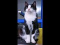 Кот Феликс и другие Котики. Смешные Кошки. Видео | Funny cats