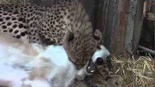 Borzoi and Cheetah are BFFs