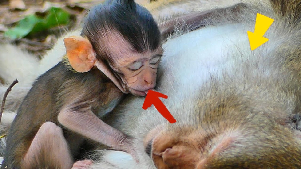 Baby breastfed  and fell asleep


Mating Monkey