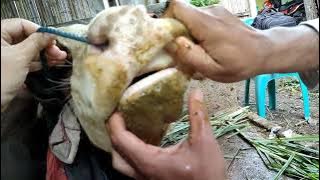 Wabah, PMK. Penyakit Mulut & Kuku pada Sapi. Begini Cirinya (Bag. 1)