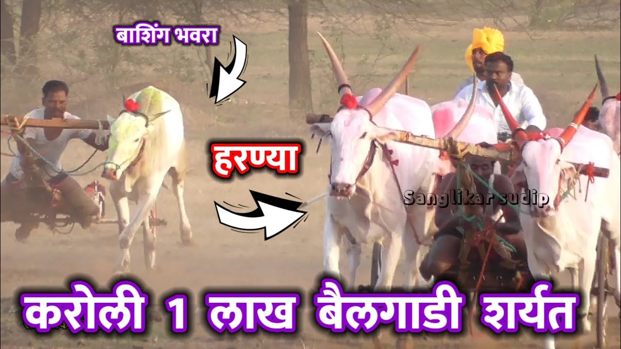 करोली बैलगाडी शर्यत | कोल्हापूरचा हरण्या एक लाखाचा मानकरी | harnya bail karoli t bailgadi sharyat
