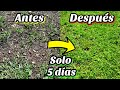 🌾 CONSIGUE TENER Césped en 5 días (Como Sembrar o plantar césped • Cuidados y tipos)