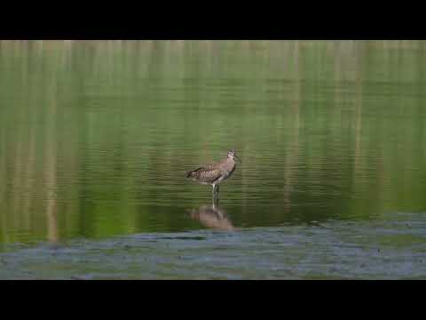 チュウシャクシギ羽繕い