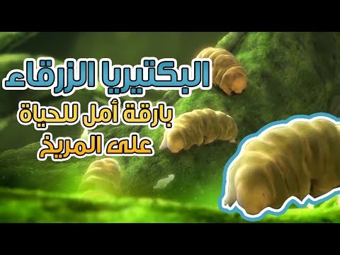 فيديو: كيف تحصل البكتيريا الزرقاء على الطاقة؟