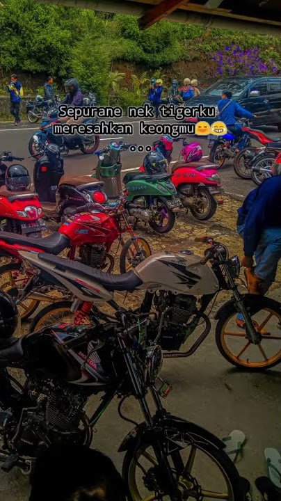 story'wa herex Tiger kata kata terbaru