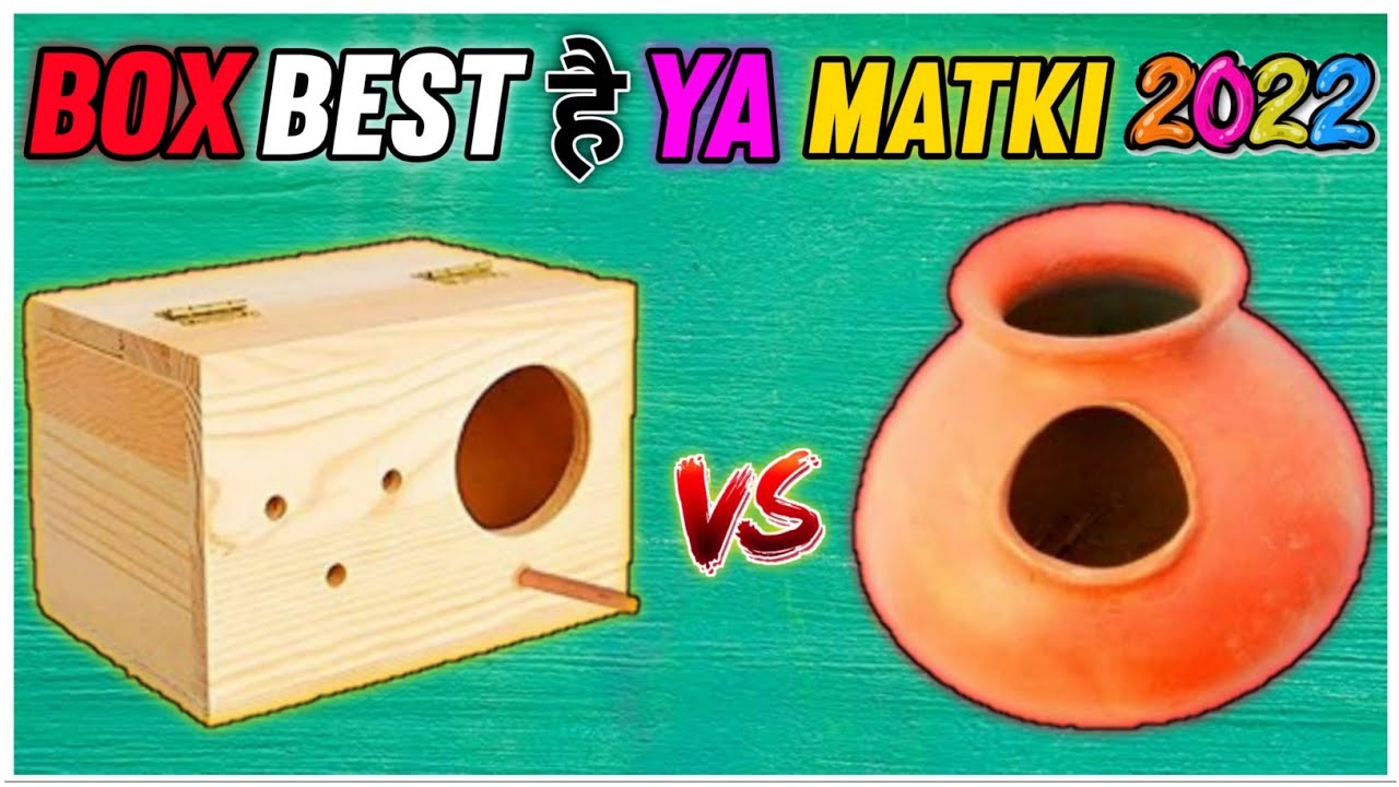 Budgies Parrot ko Box de ya Matki Budgies Parrot ke Liye kya Sahi hai Box ya Matki