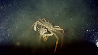 Tanner Crab With Baby Crab 2022 01 07 21 27 42