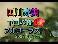 田川寿美 下田の椿 フルコーラス 2023.05.31発売