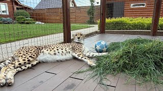 Чего боится гепард Герда