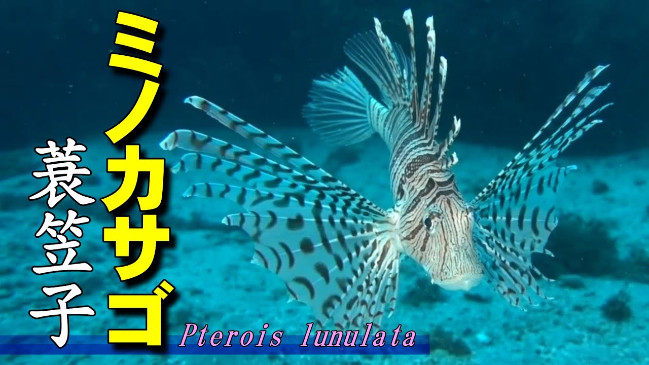 ミノカサゴ 】美しい毒のヒレ Pterois lunulata - YouTube