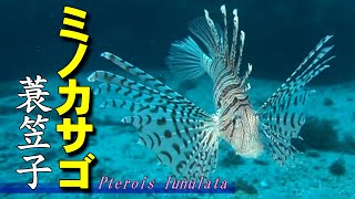 ミノカサゴ 】美しい毒のヒレ Pterois lunulata - YouTube