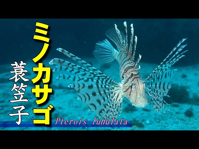 ミノカサゴ 】美しい毒のヒレ Pterois lunulata - YouTube