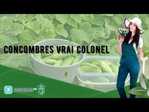 Vidéo: Nourrir Les Concombres Avec De La Cendre : Comment Les Nourrir En Plein Champ Et En Serre ? Comment Bien Diluer La Solution D'arrosage ? Bénéfice Et Préjudice