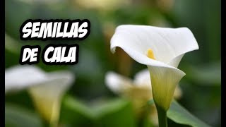 Como Conseguir Semillas de Cala o Alcatraz | Muy Facíl - YouTube