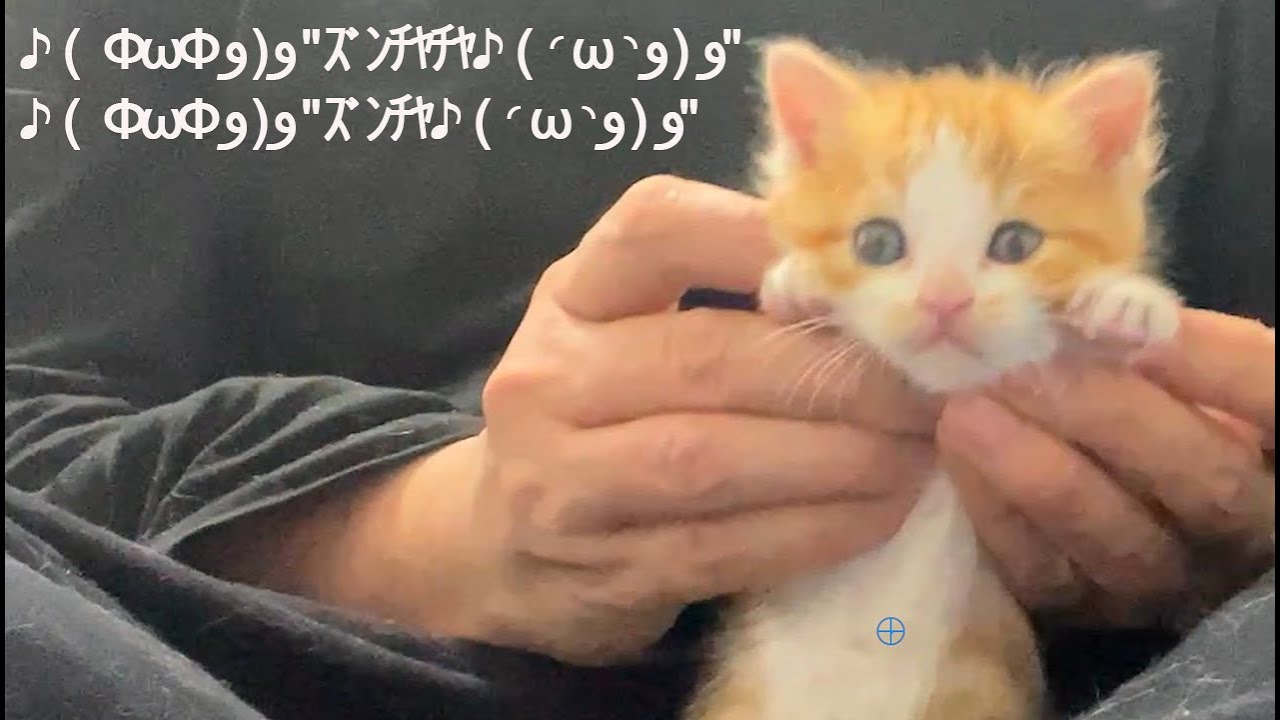 ♪( ΦωΦو(و 