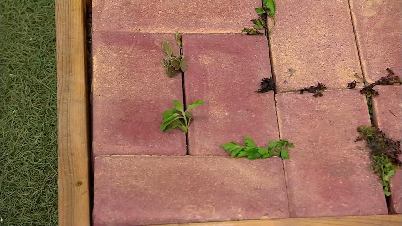 Sun Joe 1500W Electric Weed Burner w/ Additional 1 yr. Warranty on QVC