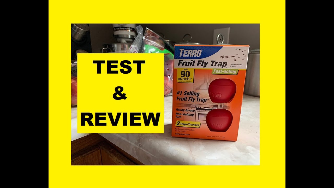 Terro Fruit Fly Trap Review  How To Get Rid Of Fruit Flies instantly 