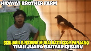 Cara Simple Ternak Murai Batu Ekor Panjang, Pemula Wajib Simak❗❗