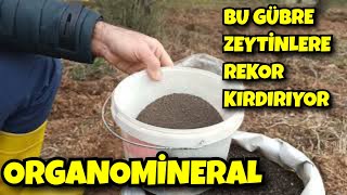 Bu Gübre Zeytin Ağaçlarına Rekor Kırdırıyor