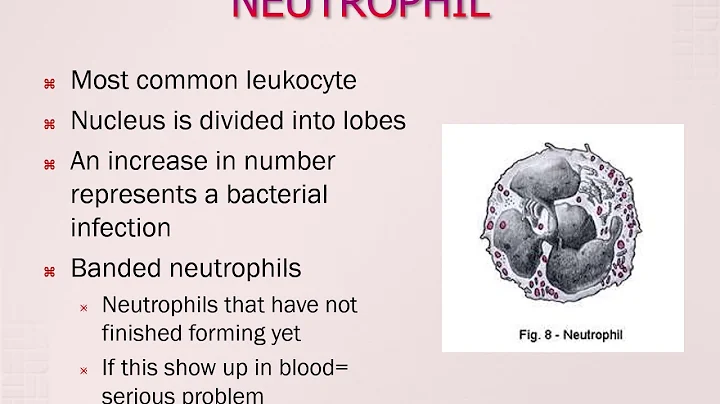 White Blood cells and Platelets (high school anato...