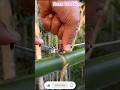 Smart Bamboo Slingshot Mechanism 😱 | Easy DIY Village Hack!