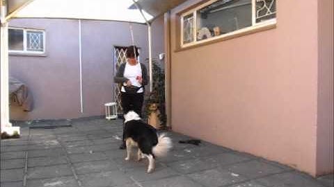 Teaching targeting behaviour using clicker training