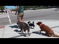 Chicago Off-Leash Dog Training Chicago Off-Leash Dog Training